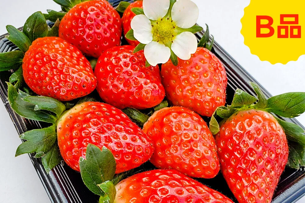 【B品】完全農薬不使用の極旨イチゴ