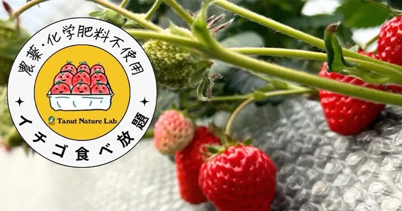 期間限定！40分イチゴ食べ放題のイチゴ狩りを開催します！