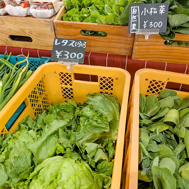 完全無農薬・農薬不使用のレタス