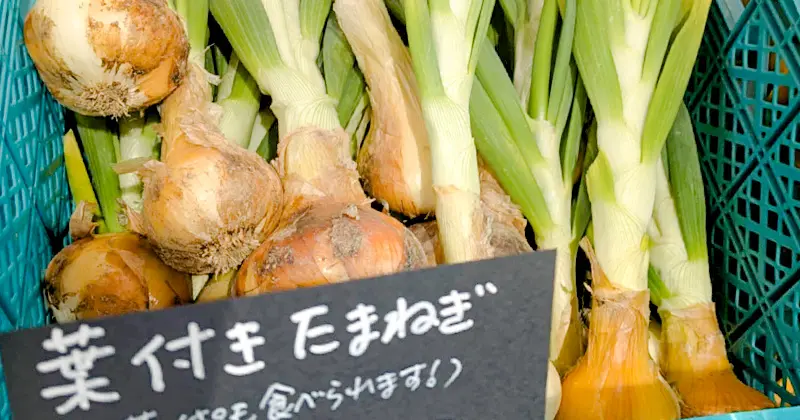 Umekiki木曜マルシェ出店スケジュール（2025年6月）