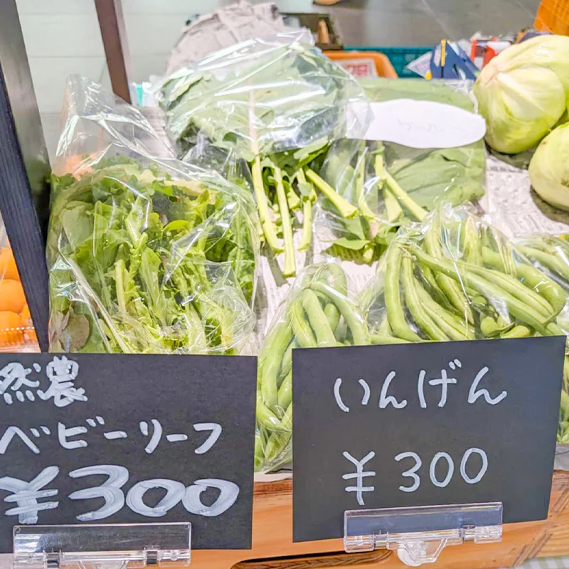 完全無農薬・農薬不使用のベビーリーフ、インゲン