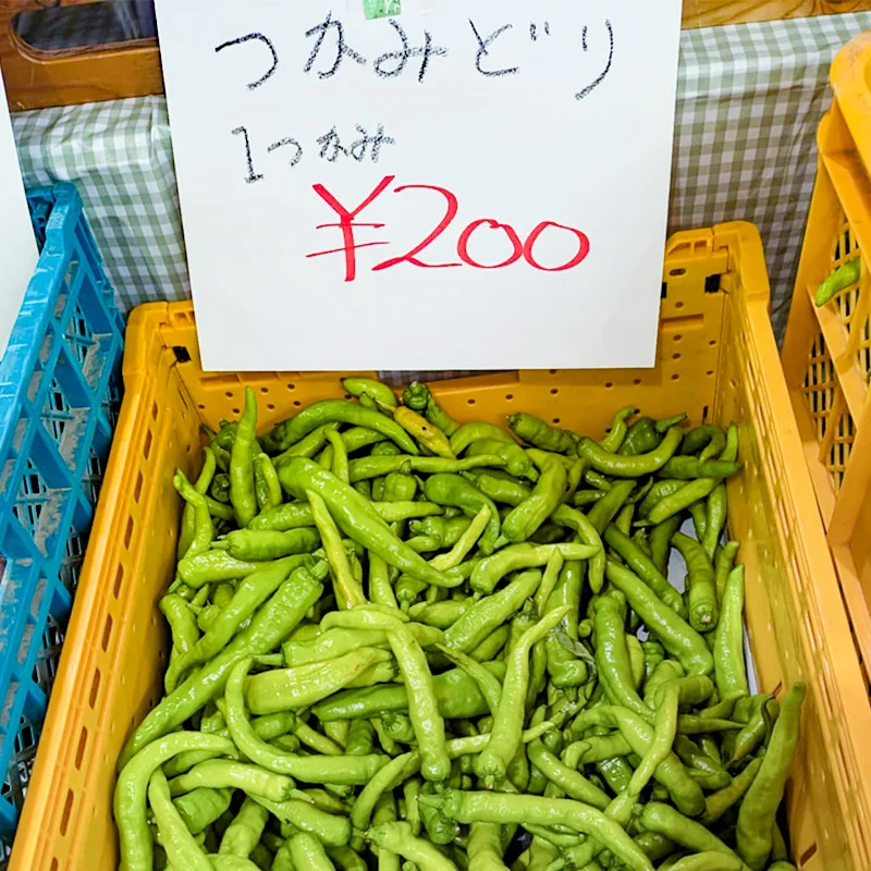 完全無農薬・農薬不使用のシシトウ