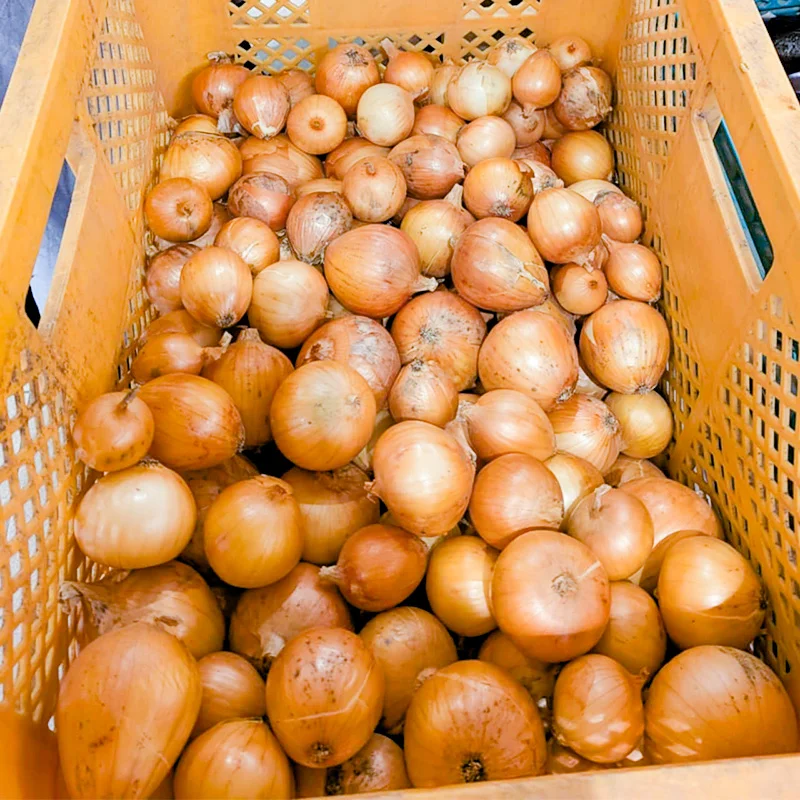 完全無農薬・農薬不使用の玉ねぎ