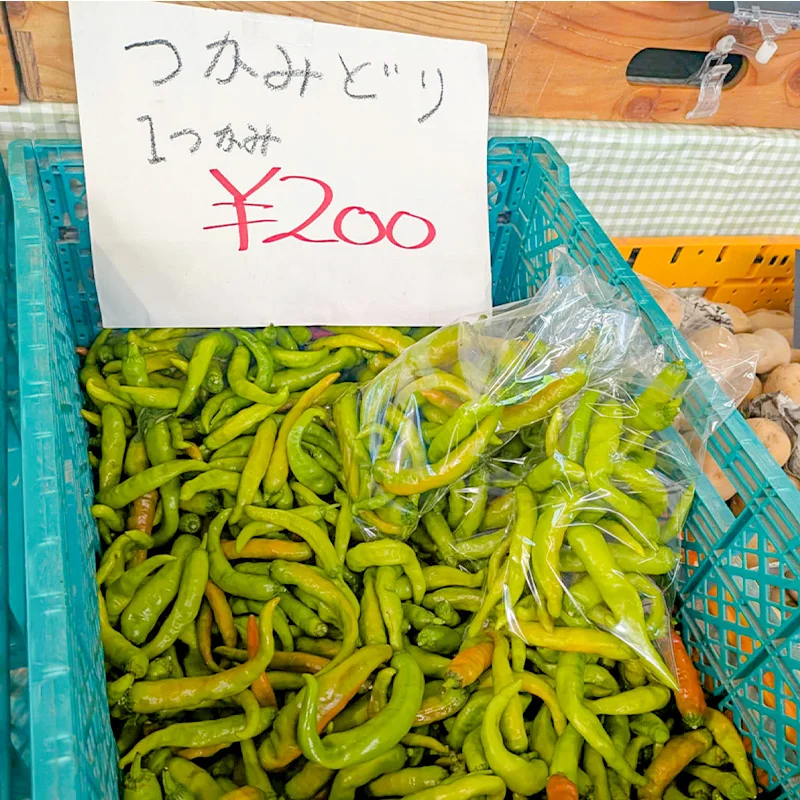 完全無農薬・農薬不使用のシシトウ