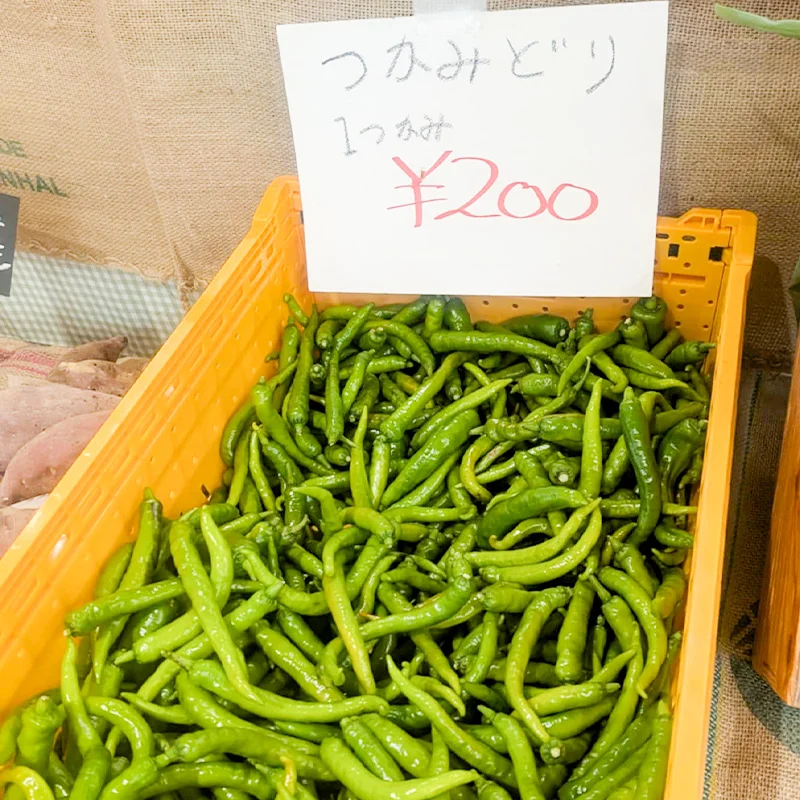 完全無農薬・農薬不使用の伏見甘長