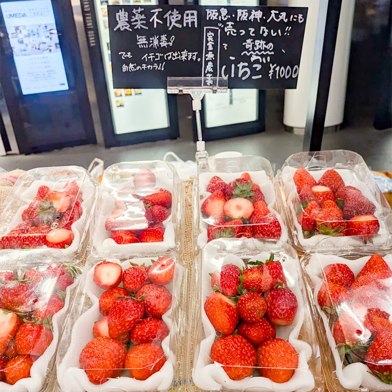 完全無農薬・農薬不使用のいちご