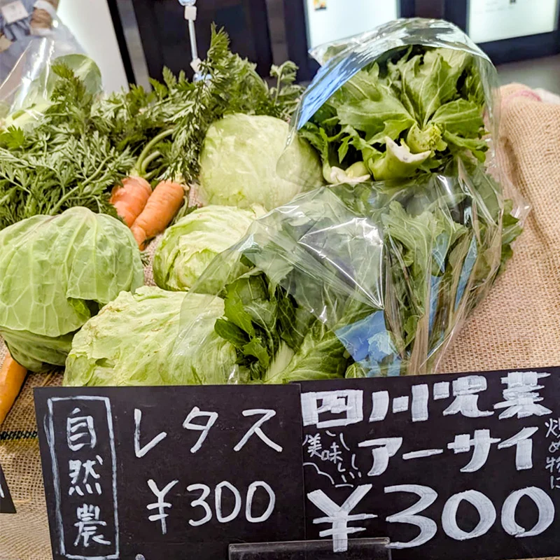 完全無農薬・農薬不使用のレタス、アーサイ