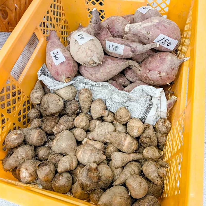 完全無農薬・農薬不使用のサツマイモ、里芋