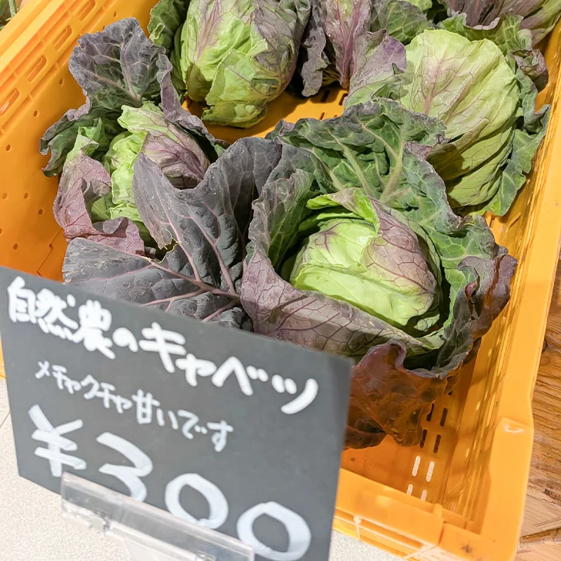 完全無農薬・農薬不使用のキャベツ